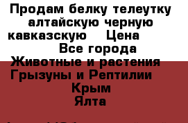 Продам белку телеутку алтайскую,черную кавказскую. › Цена ­ 5 000 - Все города Животные и растения » Грызуны и Рептилии   . Крым,Ялта